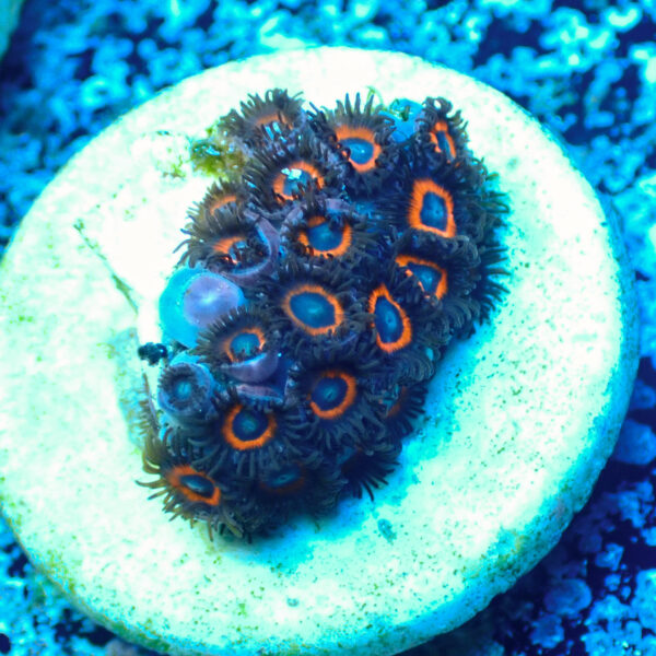 TC Zoanthus Johnny Pumpking Seeds - Imagen 2