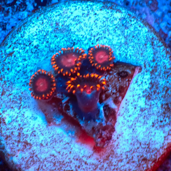 TC Zoanthus KH Sunburst