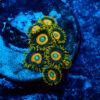 TC Zoanthus Scrambled Eggs