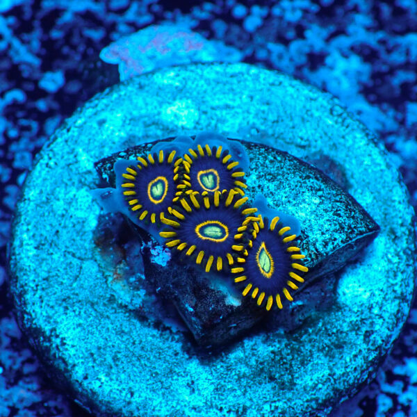 TC Zoanthus Blue Hornets