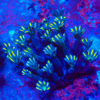 TC Clavularia Yellow mini colonia