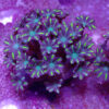 TC Clavularia Yellow mini colonia - Imagen 2