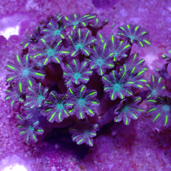 TC vClavularia Yellow mini colonia - Imagen 2