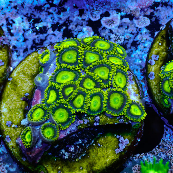 TC Zoanthus Sun Drops - Imagen 2