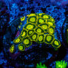 TC Zoanthus Sun Drops