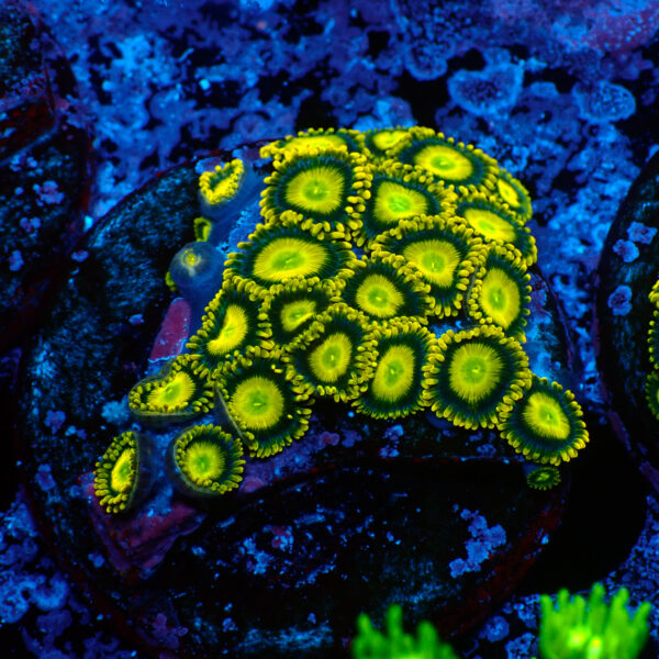 TC Zoanthus Sun Drops