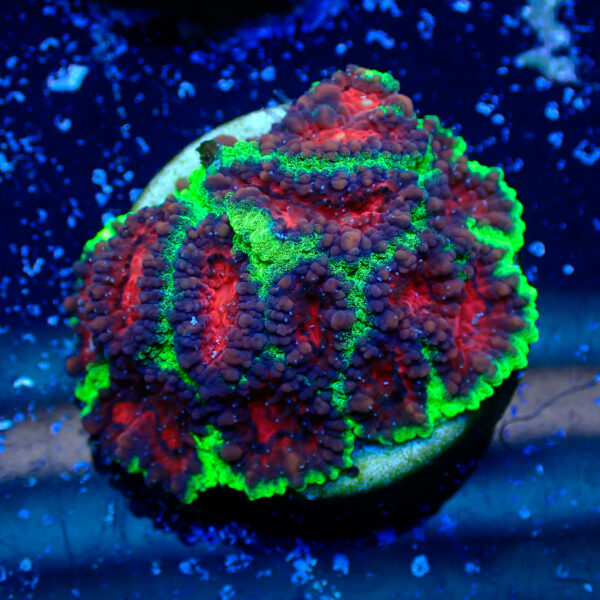 TC Favia Watermelon frag XL - Imagen 2