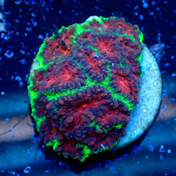 TC Favia Watermelon frag XL - Imagen 2