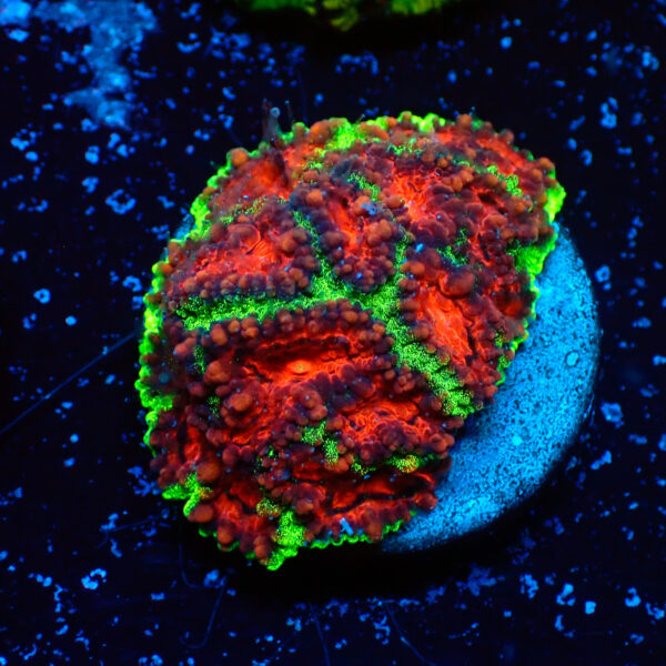 TC Favia Watermelon frag XL