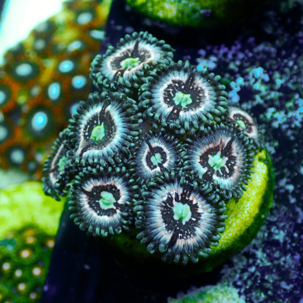 TC Zoanthus Ice Phantom Colonia - Imagen 2