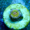 TC Zoanthus Chiquita - Imagen 2