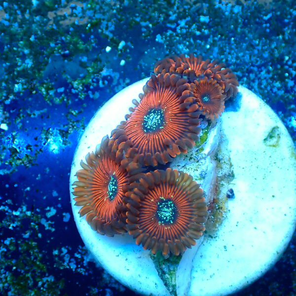 TC Zoanthus Magicians - Imagen 2
