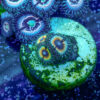 TC Zoanthus Vampire in Drag - Imagen 2