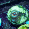 TC Zoanthus Vampire in Drag - Imagen 2