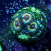TC Zoanthus Vampire in Drag - Imagen 2