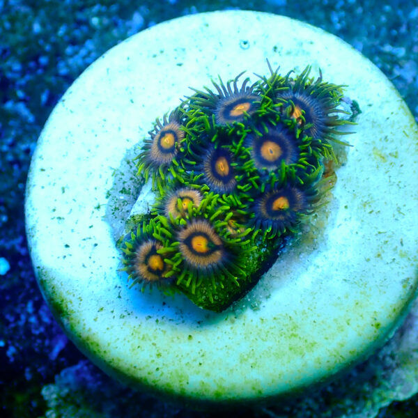 TC Zoanthus Blow Pop - Imagen 2