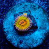 TC Zoanthus Chiquita