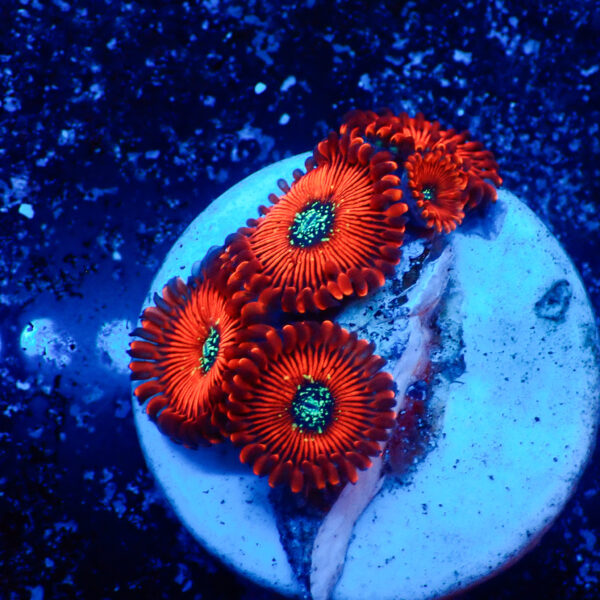 TC Zoanthus Magicians