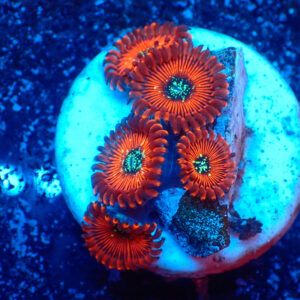 TC Zoanthus Red Magicians