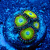 TC Zoanthus Candy Apple Orange