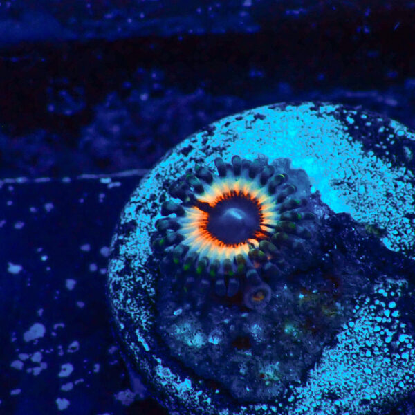 TC Zoanthus Vampire in Drag