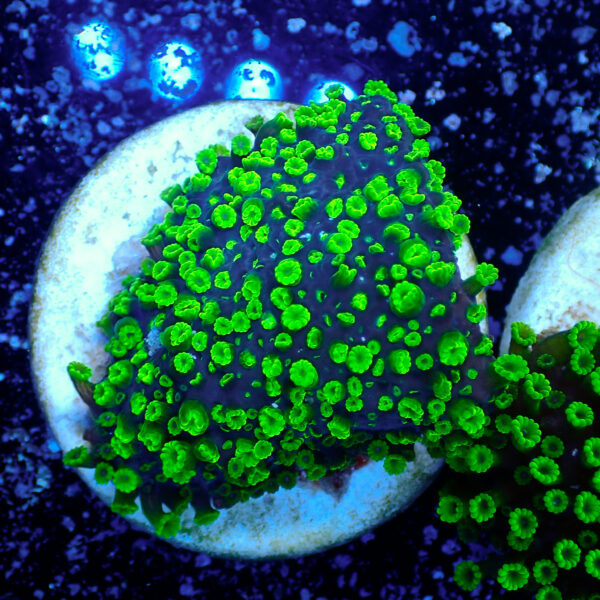 TC Alveopora Minuta Toxic Green - Imagen 2