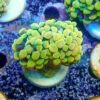 TC Euphyllia parancora Holy Grail doble cabeza - Imagen 2