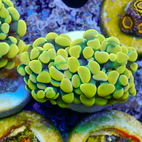 TC Euphyllia parancora Holy Grail doble cabeza - Imagen 2