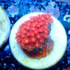 TC Goniopora Stutchburyi Iron Man ( Bernardpora) - Imagen 2