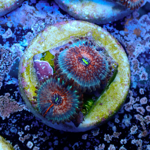 TC Zoanthus Seductions - Imagen 2