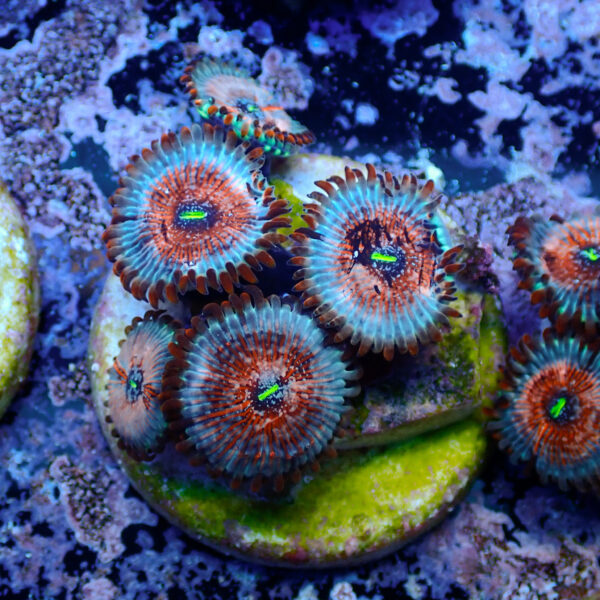 TC Zoanthus Seductions - Imagen 2