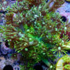 TC Goniopora Toxic Daisy - Imagen 2