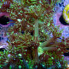 TC Goniopora Toxic Daisy - Imagen 2