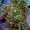 TC Goniopora Toxic Daisy - Imagen 2