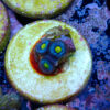 TC Zoanthus AOI - Imagen 2