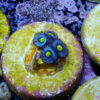 TC Zoanthus AOI - Imagen 2