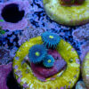 TC Zoanthus Blue Walter - Imagen 2