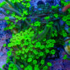 TC Alveopora Daisy frag XL - Imagen 2