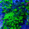TC Alveopora Daisy frag XL