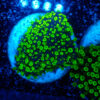 TC Alveopora Minuta Toxic Green