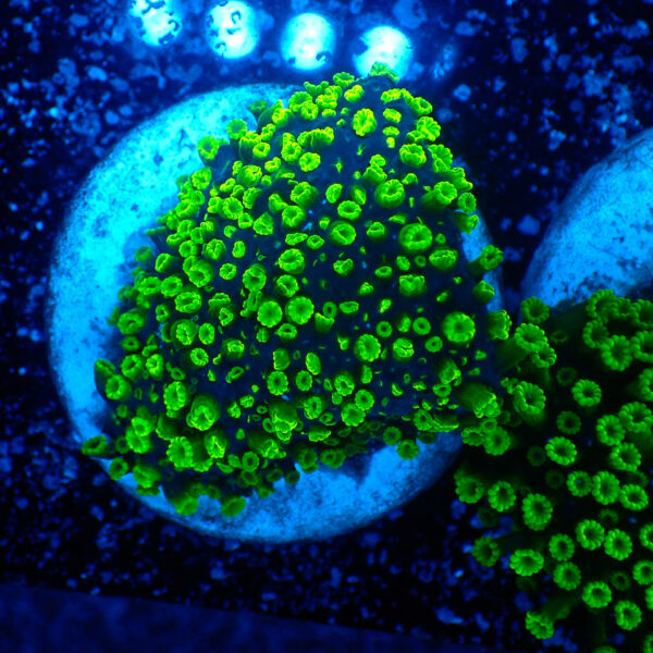 TC Alveopora Minuta Toxic Green