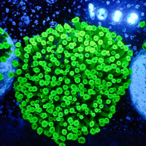 TC Alveopora Minuta Toxic Green