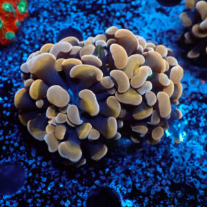 TC Euphyllia parancora Dark Hologram 2 cabezas