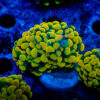 TC Euphyllia parancora Holy Grail doble cabeza