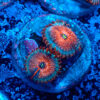 TC Zoanthus Seductions