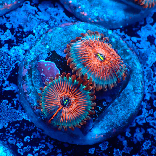 TC Zoanthus Seductions