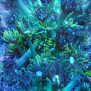 TC Goniopora The Monster