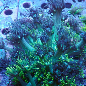 TC Goniopora The Monster