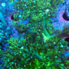 TC Goniopora Toxic Daisy