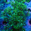TC Goniopora Toxic Daisy